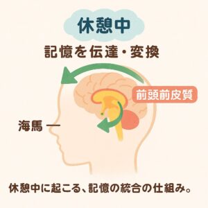 脳の海馬から前頭前皮質へ記憶が伝達・統合される流れを示す学習用図で、休憩中に起こる記憶の再構成プロセスを理解しやすく示した説明図。